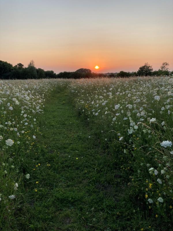 Sunset over blacksmiths field CSM