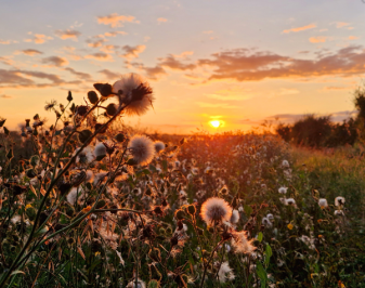sunset picture
